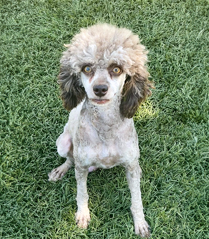 Cali - aka