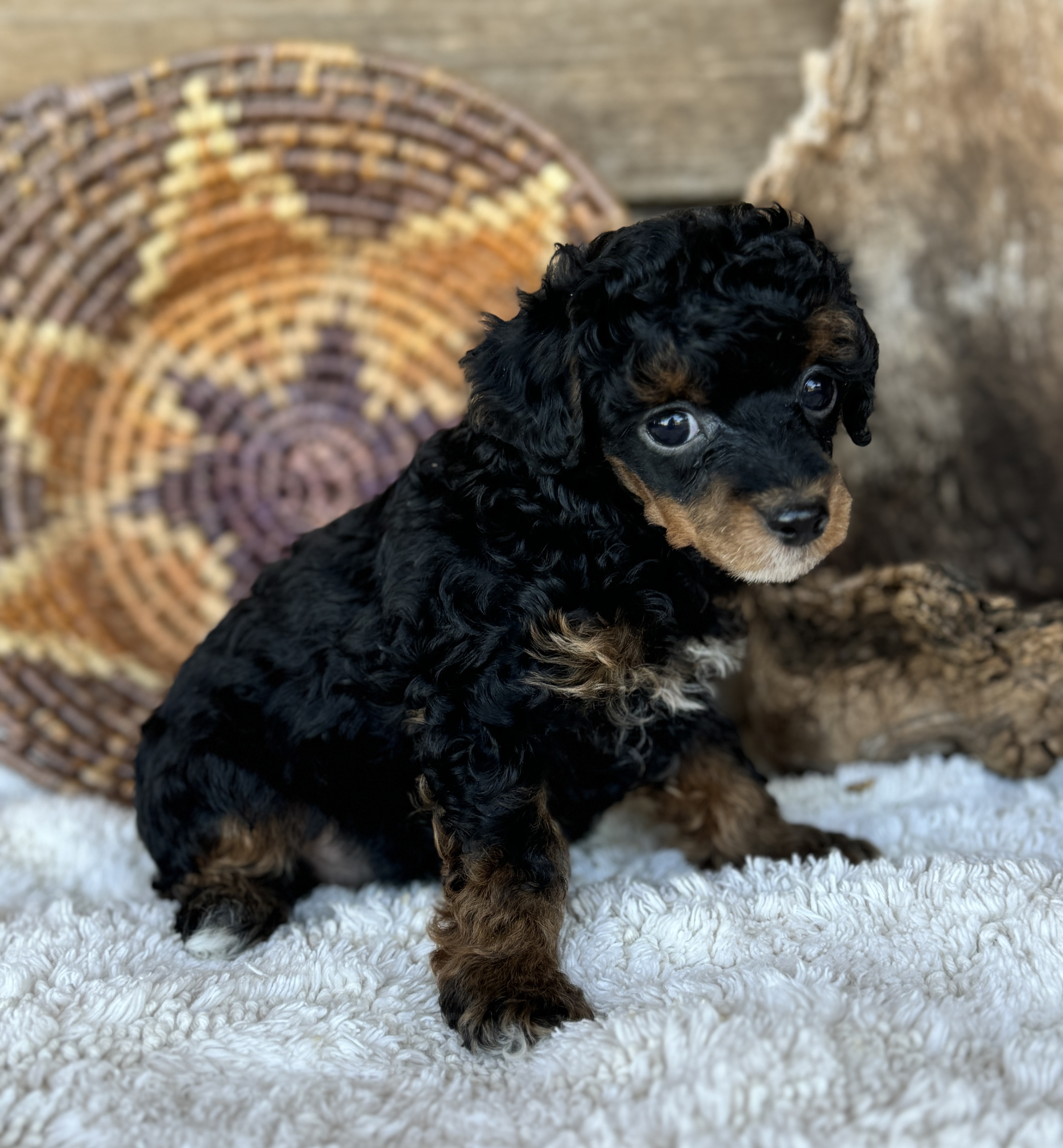 Tipsy - female AKC Registered as