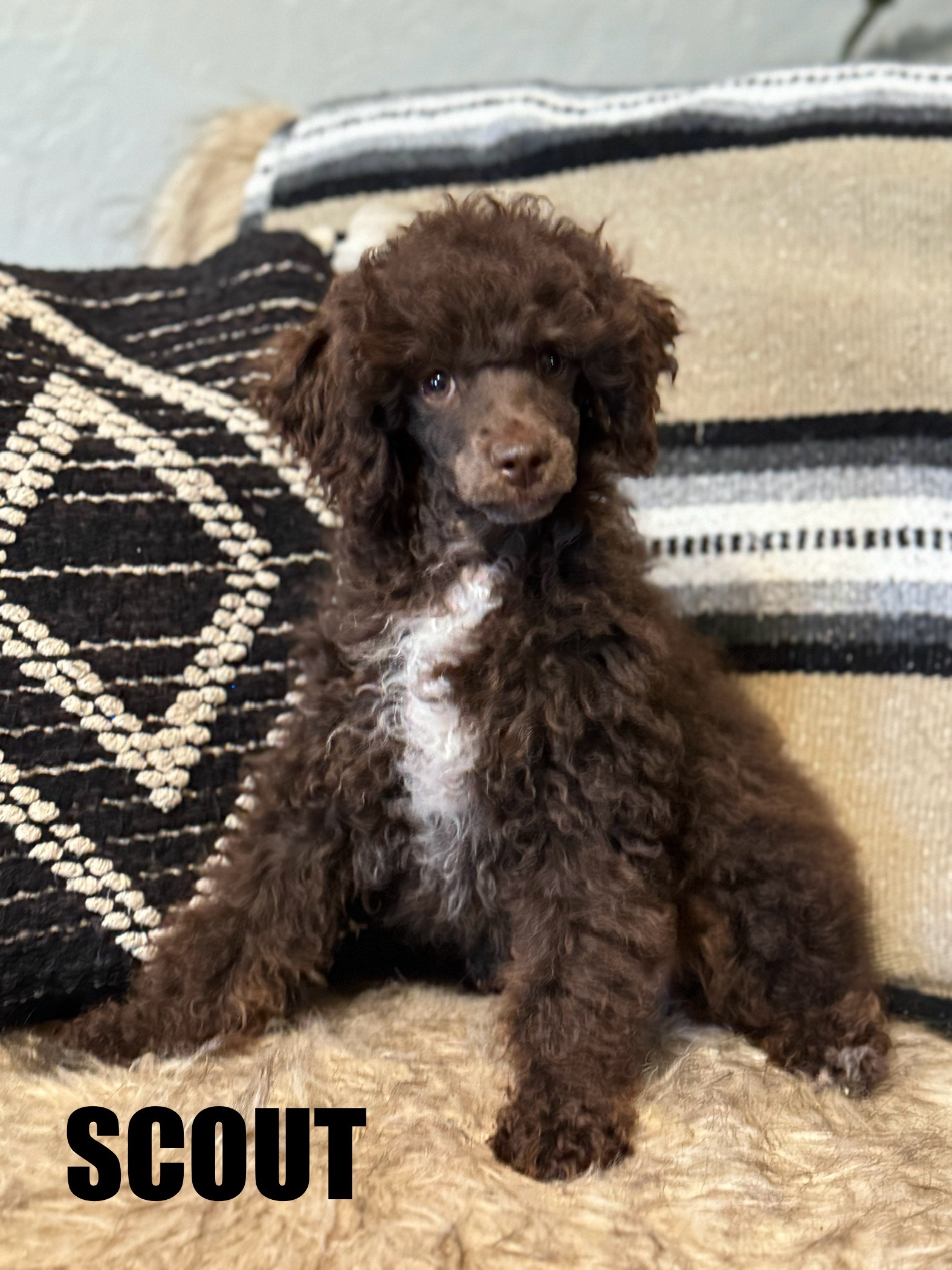 Scout- male AKC registered name