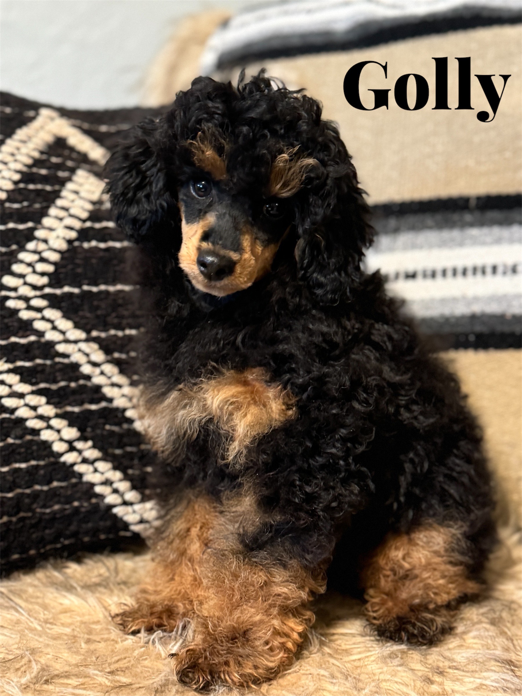 Golly - male AKC registered name