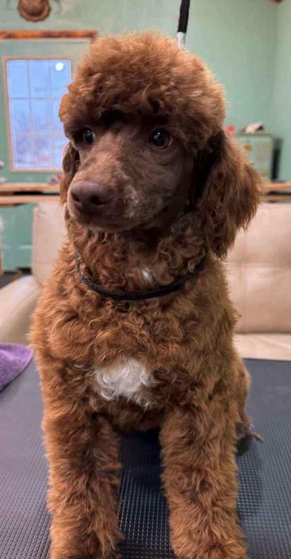 Vato- AKC male registered as